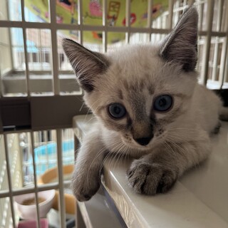 7.13武蔵村山譲渡会へ参加します　シュー君