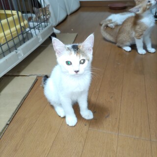 野良の母猫が生んだ子を保護しました。４匹います。
