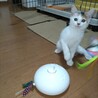 野良の母猫が生んだ子を保護しました。４匹います。 サムネイル2