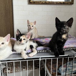 in名古屋市☆子猫祭り☆保護猫をオウチに迎えよう2025年7月13日（日）～ちーむにゃいんず