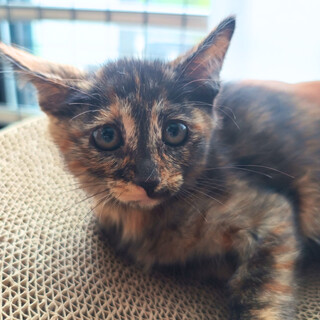 困り顔が可愛いサビ子猫ちゃん