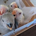 コザクラインコ雛4羽