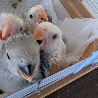 コザクラインコ雛4羽