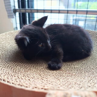 ちょっと長毛。おっとり黒猫くん