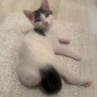 子猫ちゃんの里親募集中です！