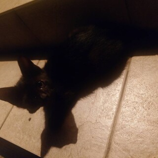 甘えん坊の男の子です