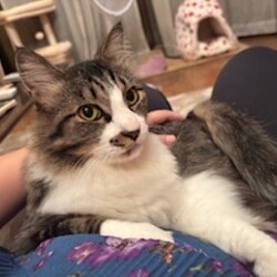 保護猫の譲渡会 サムネイル2