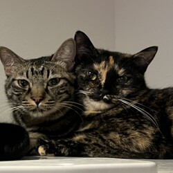 保護猫の譲渡会 サムネイル3