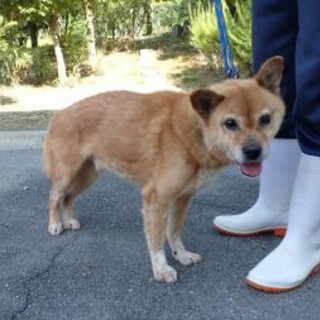 柴風の小柄な【翠 （すい）】くん