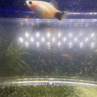 ミッキーマウスプラティの稚魚差し上げます