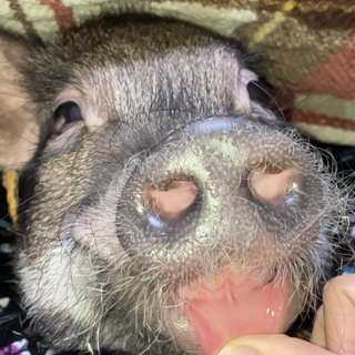 4歳の優しい男の子です。