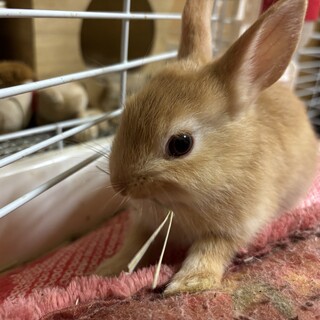 ネザーランドの子うさぎ達