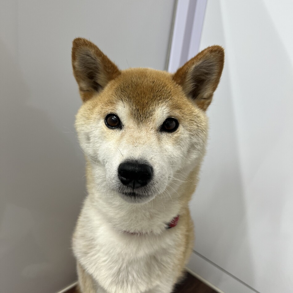 はなこのカバー写真