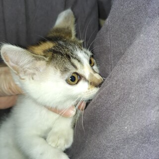 野良猫が生んだ子です。４匹います。