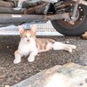 光が丘地域猫活動（保護活動者）