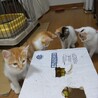 野良の母猫が生んだ子を保護しました。４匹います。 サムネイル3
