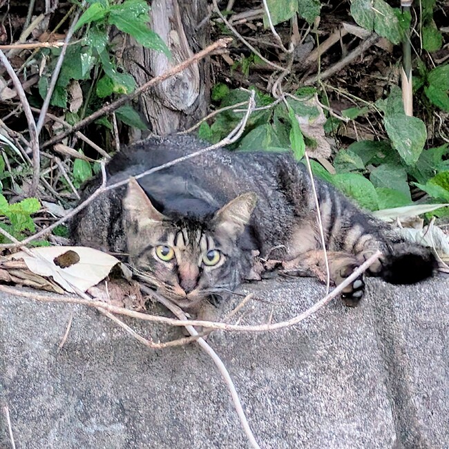 光が丘地域猫活動のカバー写真