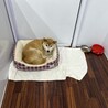 の写真