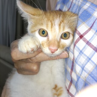 野良猫が生んだ子を保護しました。４匹います