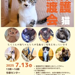 子猫の譲渡会