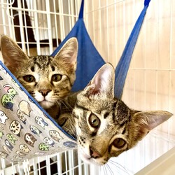 子猫の譲渡会 サムネイル2