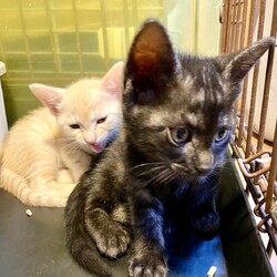 子猫の譲渡会 サムネイル3