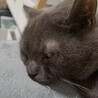 猫大好きみく