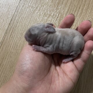 ウサギの赤ちゃん7月9日産まれ