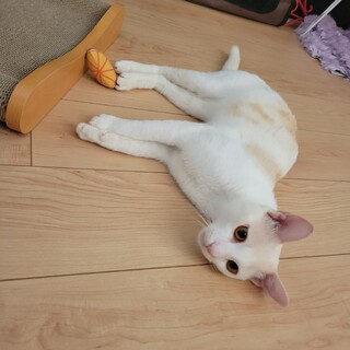 甘えん坊の男の子