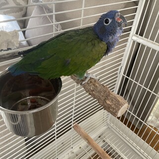 あけぼのインコの女の子