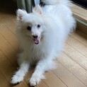 日本スピッツの女の子です