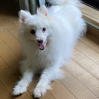 日本スピッツの女の子です