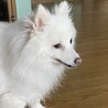 日本スピッツの女の子です サムネイル2