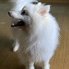 日本スピッツの女の子です サムネイル3