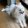 日本スピッツの女の子です サムネイル4