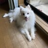 日本スピッツの女の子です サムネイル5