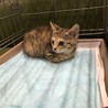 福島子猫譲渡会 サムネイル4