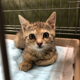 福島子猫譲渡会