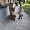 シャム