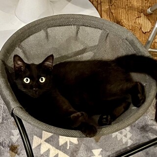 抱っこするとギュー♡ポルテくん