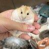 ジャンガリアンハムスター里親募集 サムネイル2