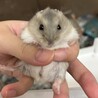ジャンガリアンハムスター里親募集 サムネイル3