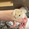 ジャンガリアンハムスター里親募集 サムネイル4
