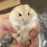 ジャンガリアンハムスター里親募集 サムネイル5