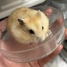ジャンガリアンハムスター里親募集 サムネイル6