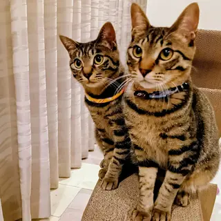 【7/13田町】健康優良児兄妹★単身お留守番OK