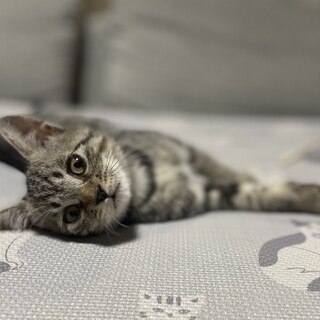 お鼻が低く手足が短いキジトラちゃん2カ月半の女の子