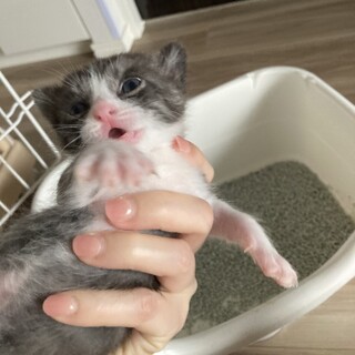 【7/13田町】元気で無邪気なアポロン