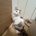 ノルウェージャンフォレストキャット 2匹一緒を希望