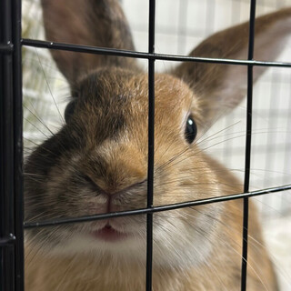 可愛いメスのうさぎちゃんです